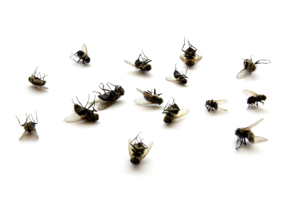 Many dead flies isolated on white background