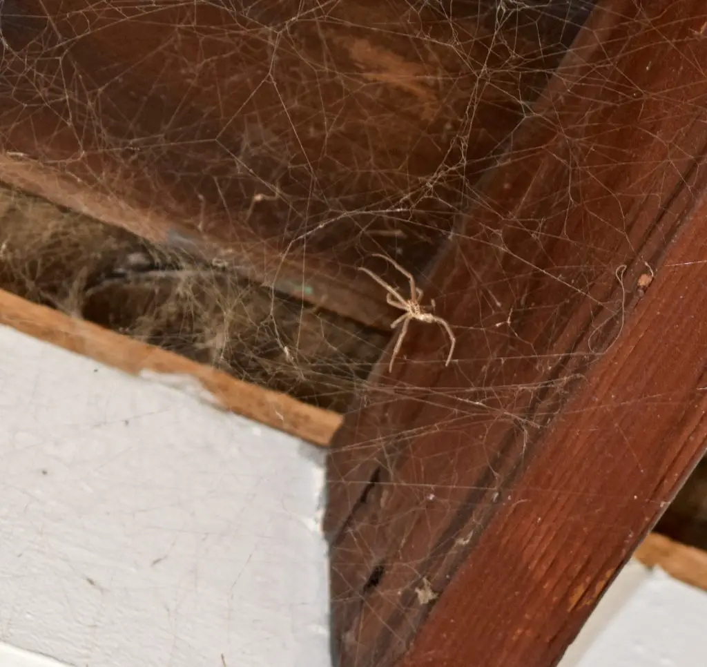 A closeup of a large brown spider on its web underneath a wooden patio cover