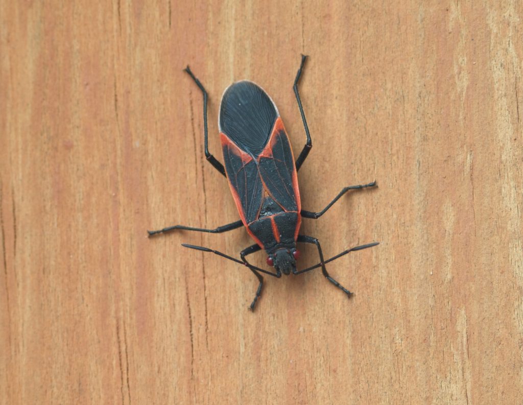 Macro of a Box Elder Bug on Wood
