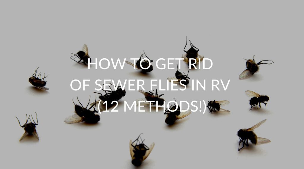 how-to-get-rid-of-sewer-flies-in-rv-12-methods-pest-prevention-patrol