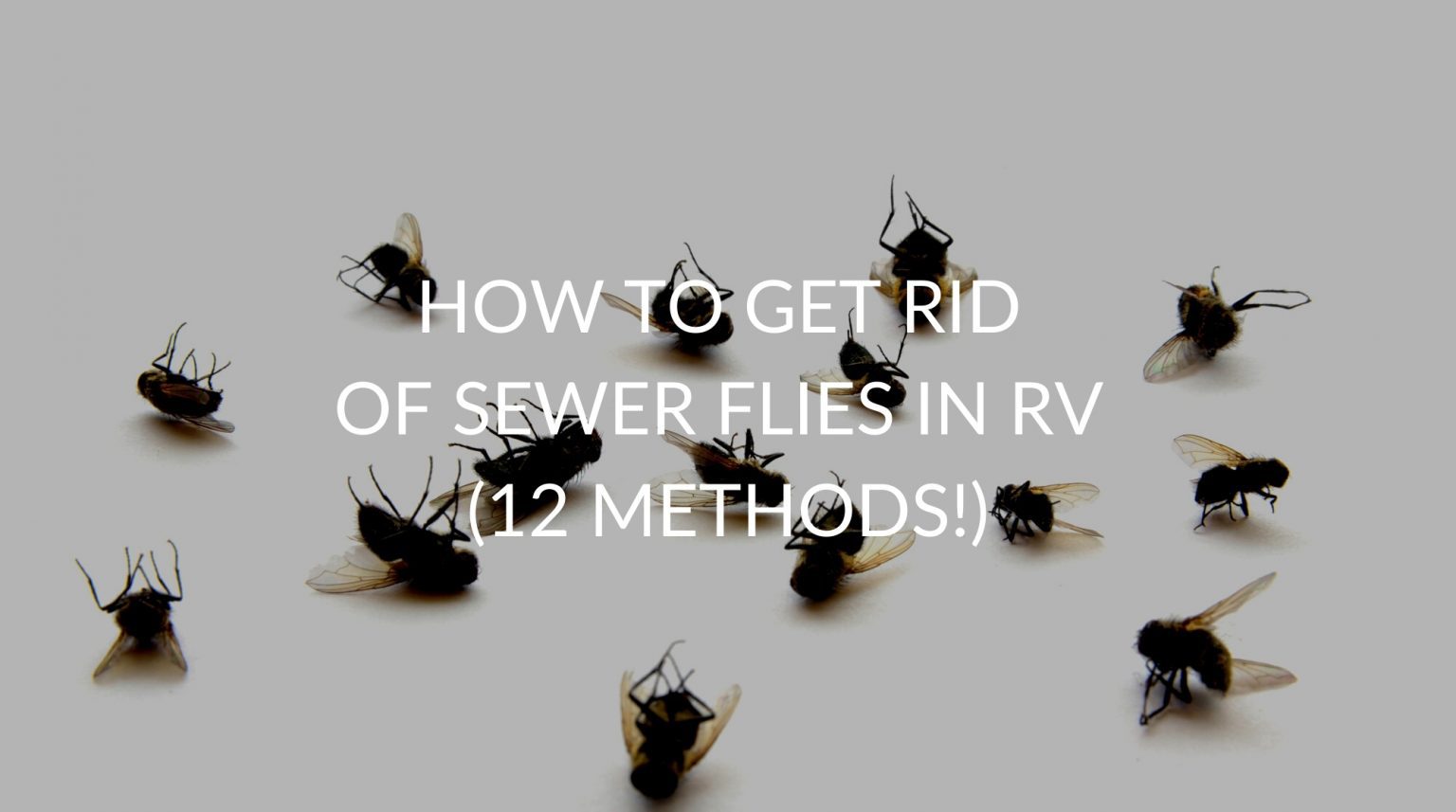 How To Get Rid Of Sewer Flies In RV (12 Methods!) Pest Prevention Patrol