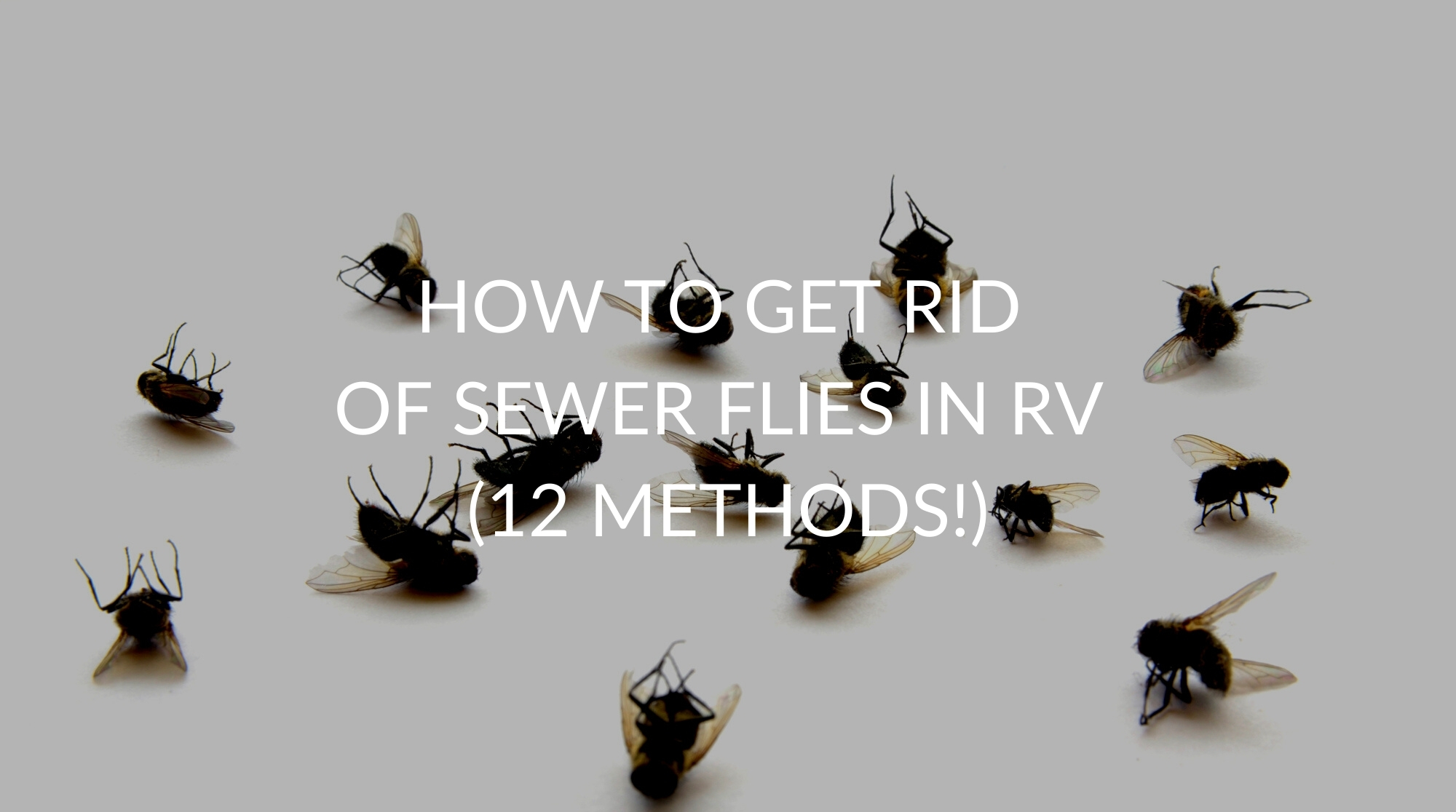 How To Get Rid Of Sewer Flies In RV (12 Methods!)