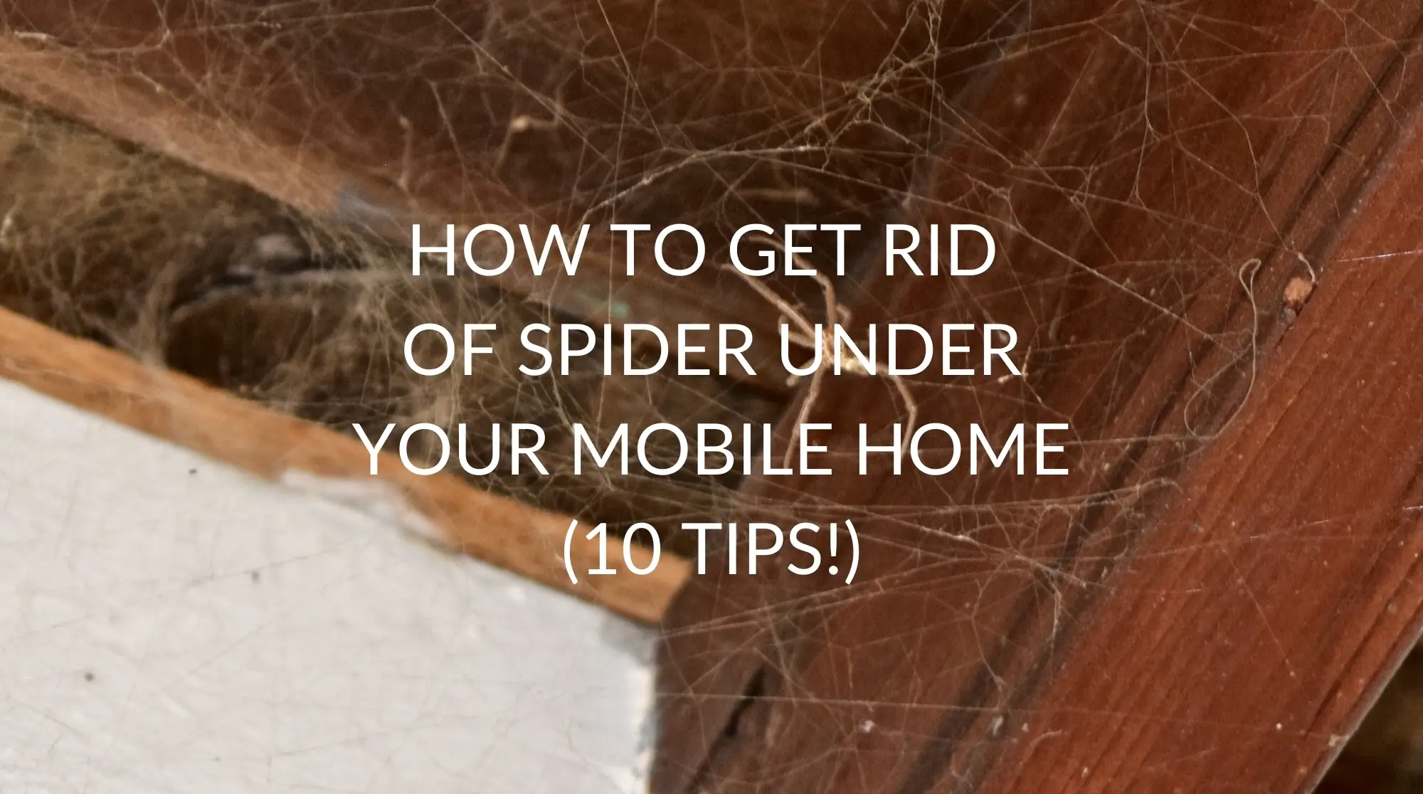 How To Get Rid Of Spider Under Your Mobile Home (10 Tips!)