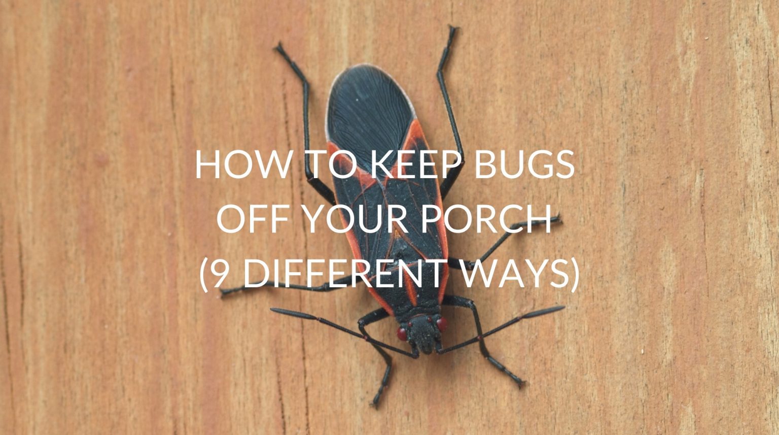 How To Keep Bugs Off Your Porch (9 Different Ways) Pest Prevention Patrol