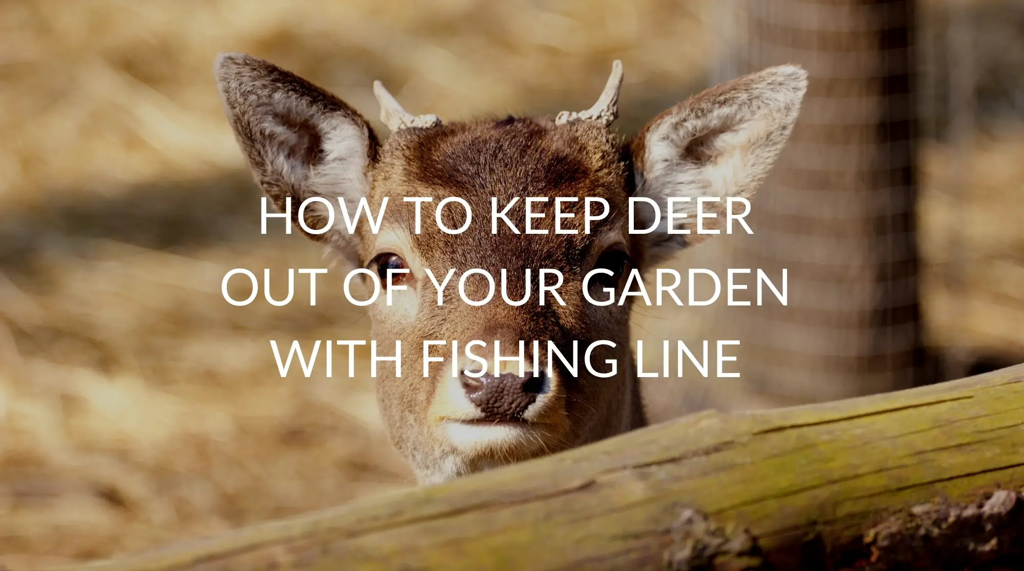 How To Keep Deer Out Of Your Garden With Fishing Line 