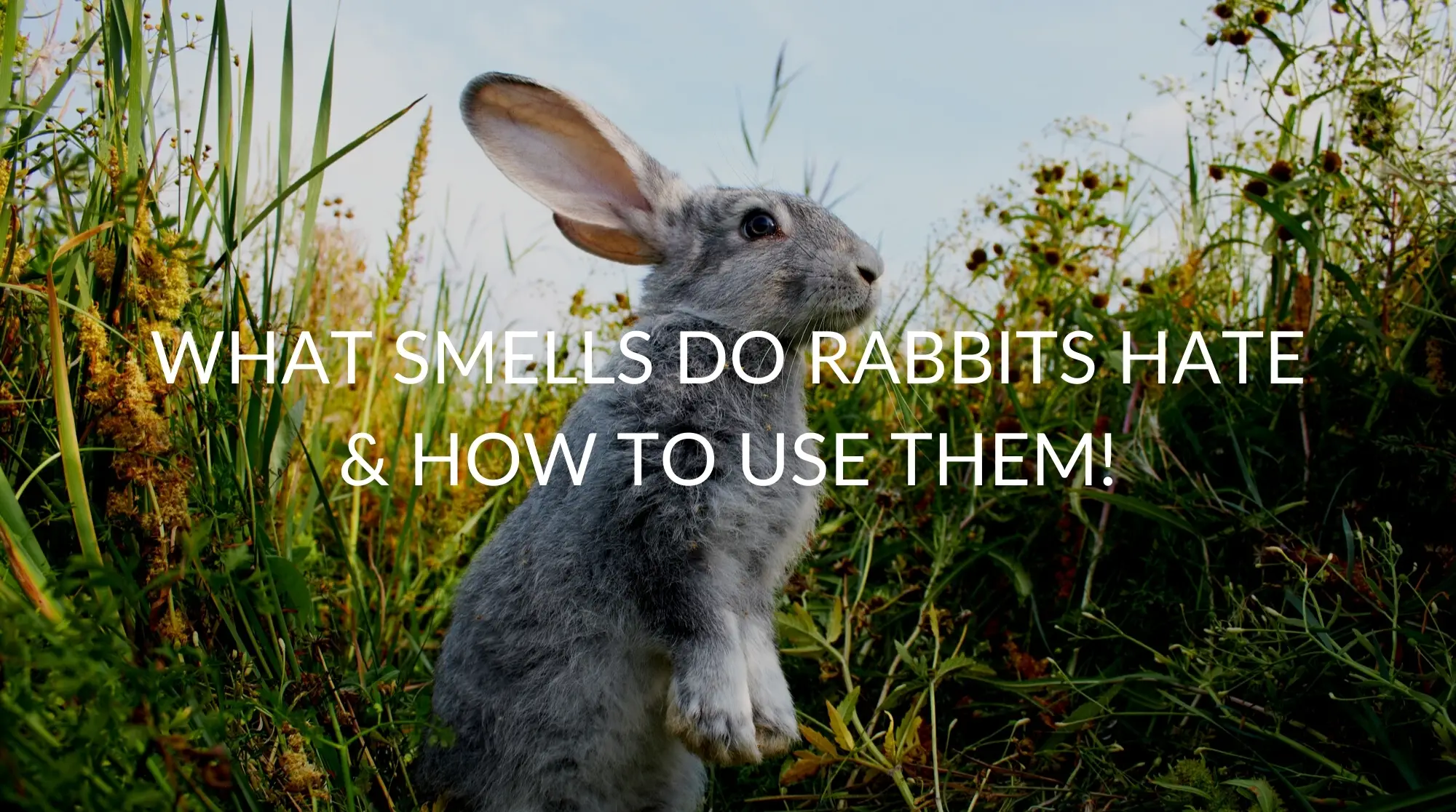 What Smells Do Rabbits Hate & How To Use Them!