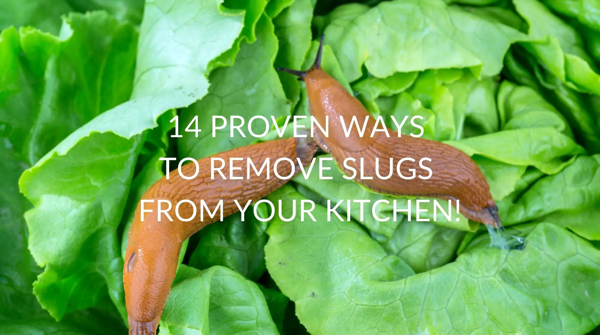 14 Proven Ways To Remove Slugs From Your Kitchen!