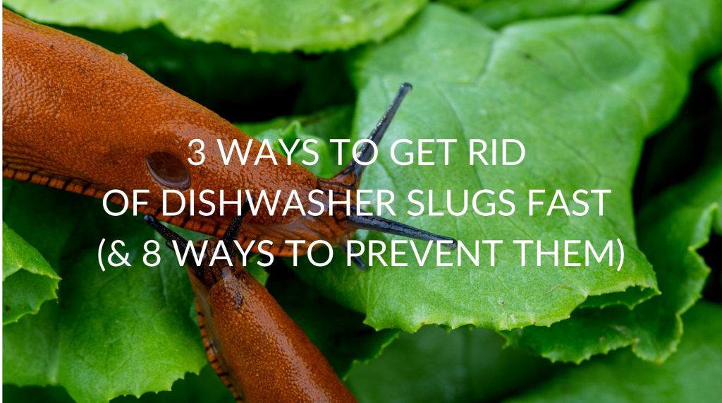3 Ways To Get Rid Of Dishwasher Slugs Fast 8 Ways To Prevent Them 1024x571 
