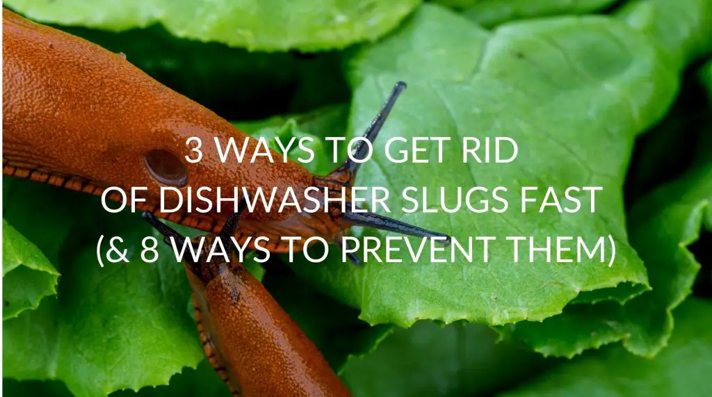 3 Ways To Get Rid Of Slugs In Dishwasher Fast (& 8 Ways To Prevent Them