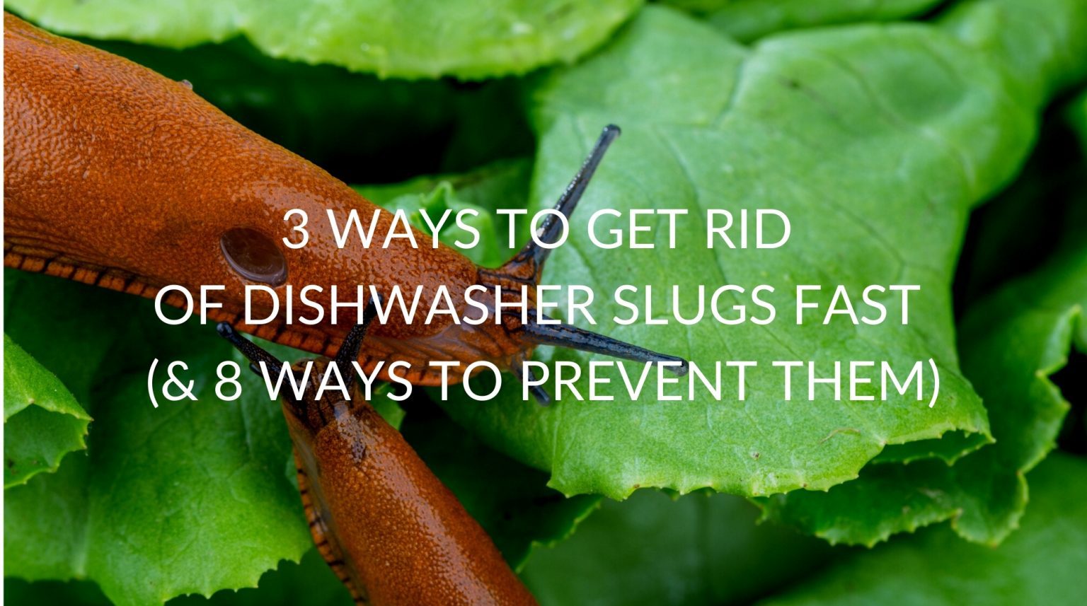 3 Ways To Get Rid Of Slugs In Dishwasher Fast (& 8 Ways To Prevent Them) Pest Prevention Patrol