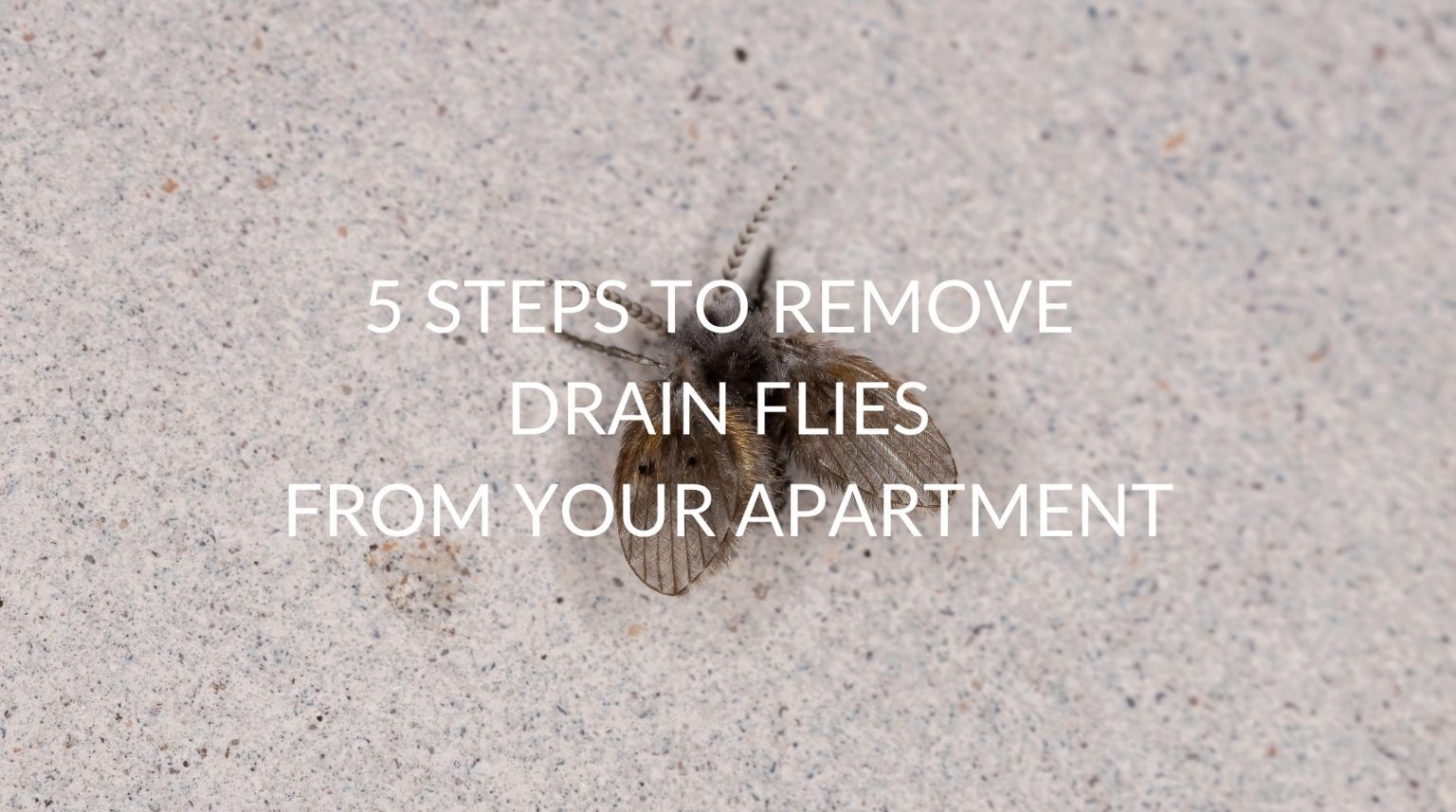 5 Steps To Remove Drain Flies From Your Apartment Pest Prevention Patrol