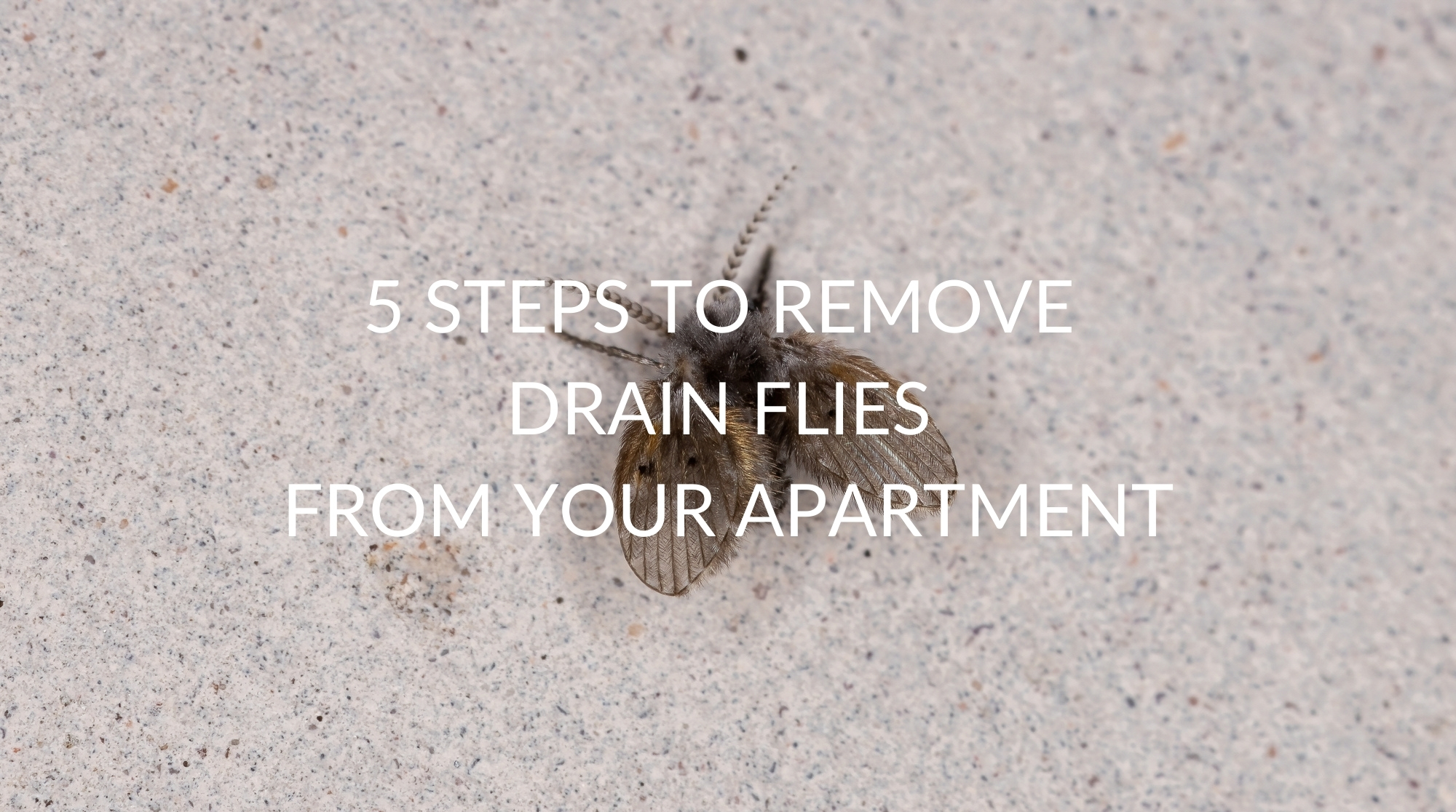 Drain Flies (StopPests IPM in Multifamily Housing Blog)