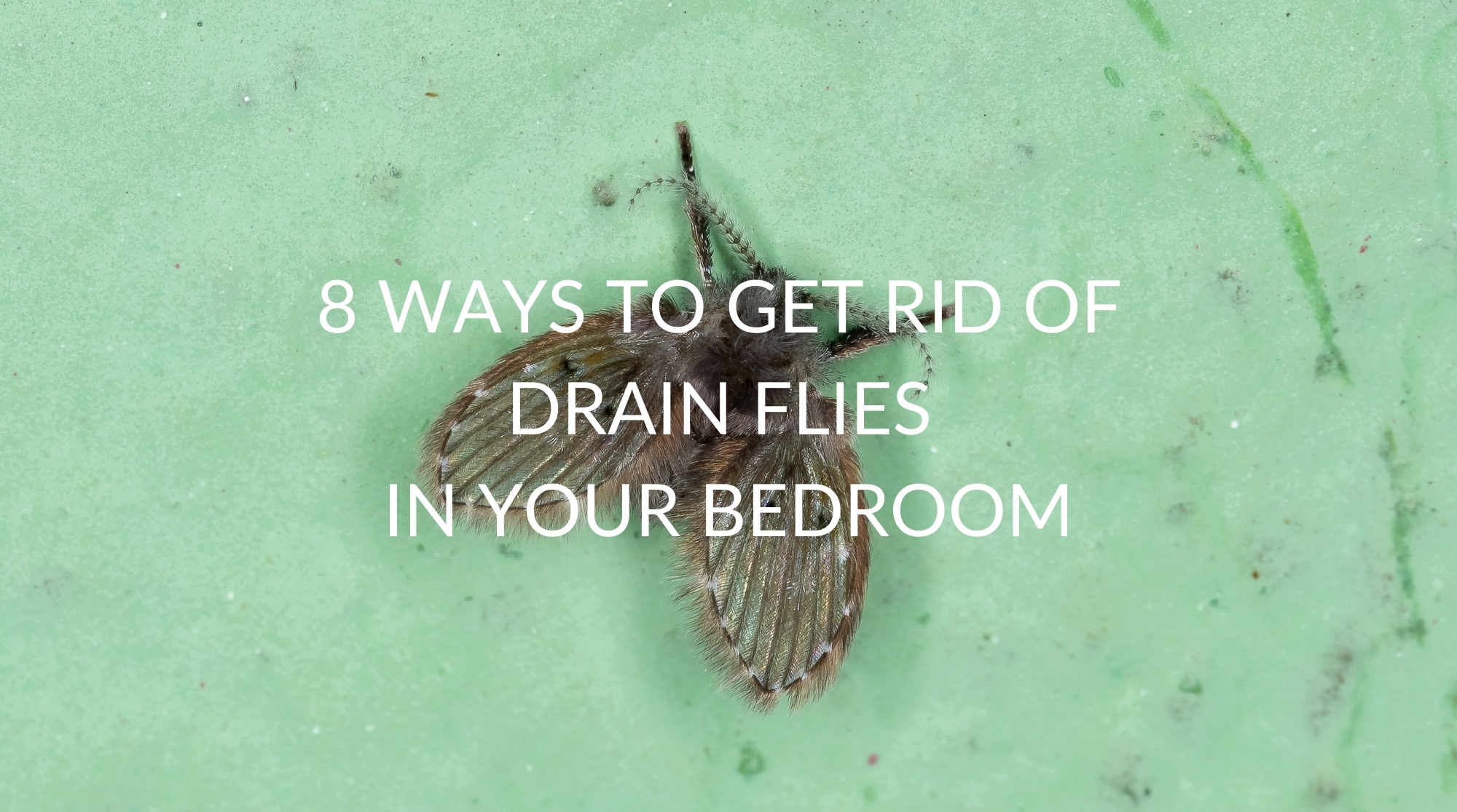 8 Ways To Get Rid Of Drain Flies In Your Bedroom