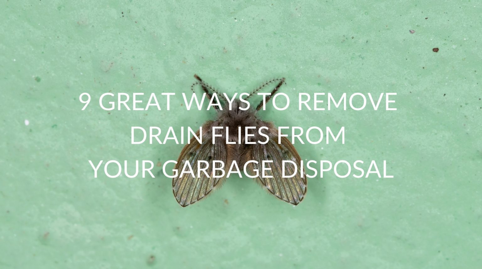 13 GREAT Ways To Remove Drain Flies From Garbage Disposal Pest
