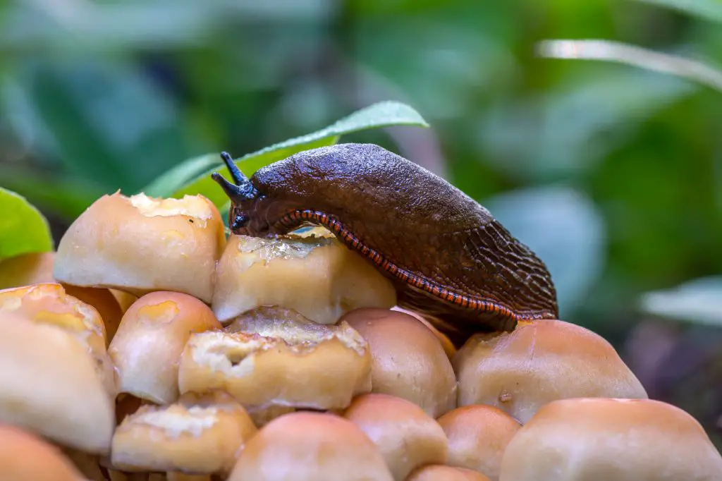 slugs eating mushrooms