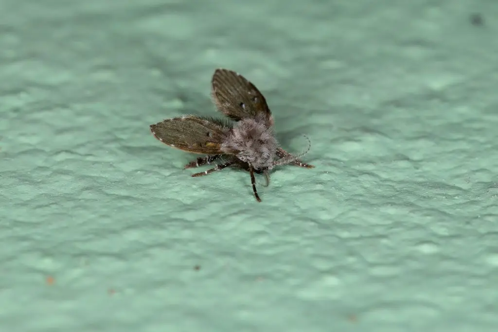 Adult Bathroom Moth Midge of the species Clogmia albipunctata