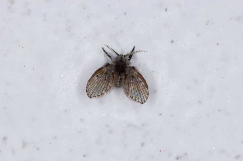 Adult Bathroom Moth Midge of the species Clogmia albipunctata