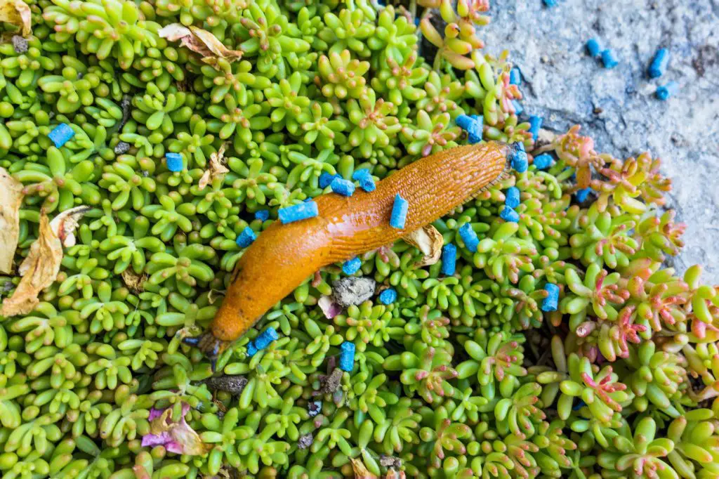 a slug in the garden is fought with slug pellets. remedy against snails plage