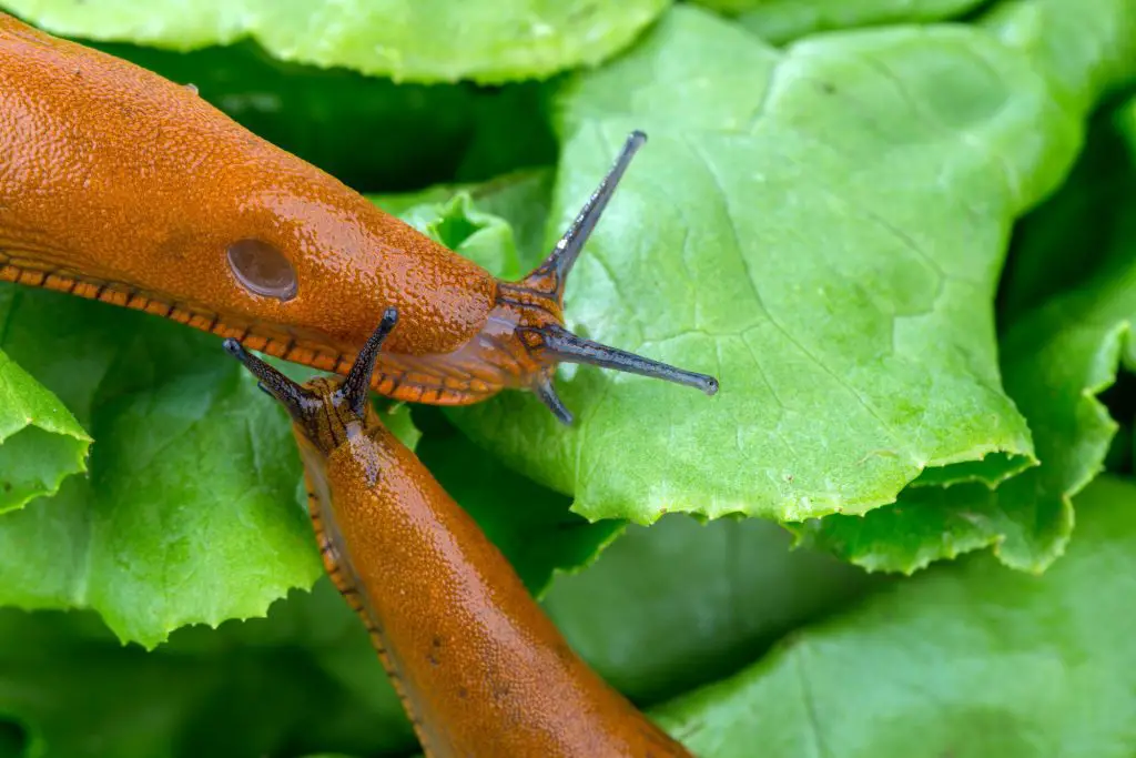 a slug in the garden eating a lettuce leaf. snail invasion in the garden