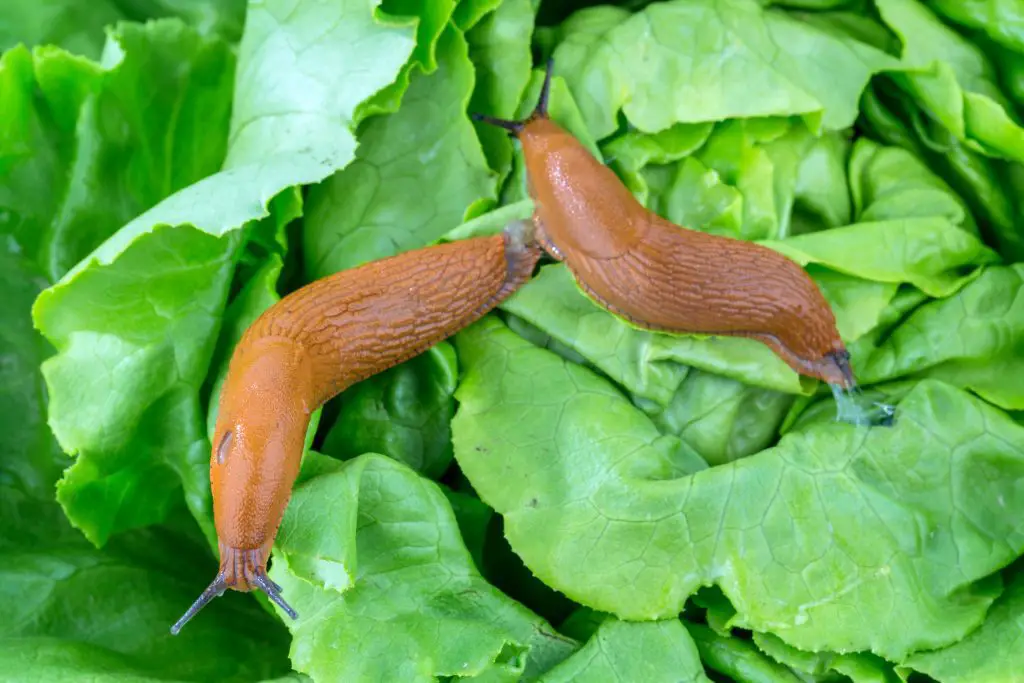 snail with lettuce leaf