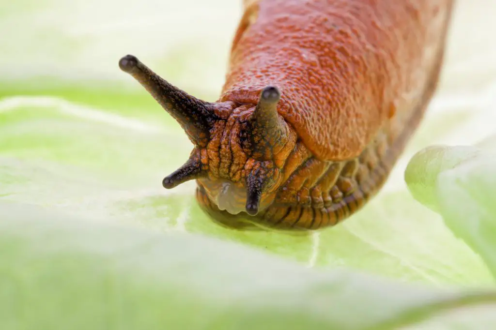 a slug crawling on a leaf of lettuce