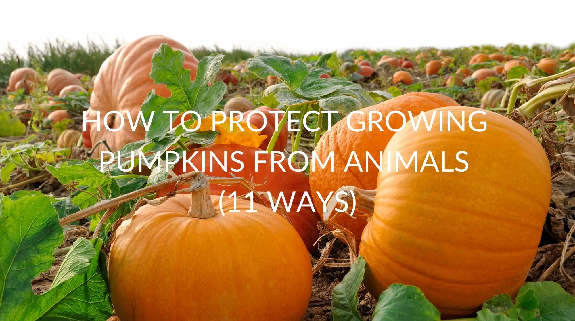 How To Protect Growing Pumpkins From Animals (11 Ways) - Pest Prevention  Patrol