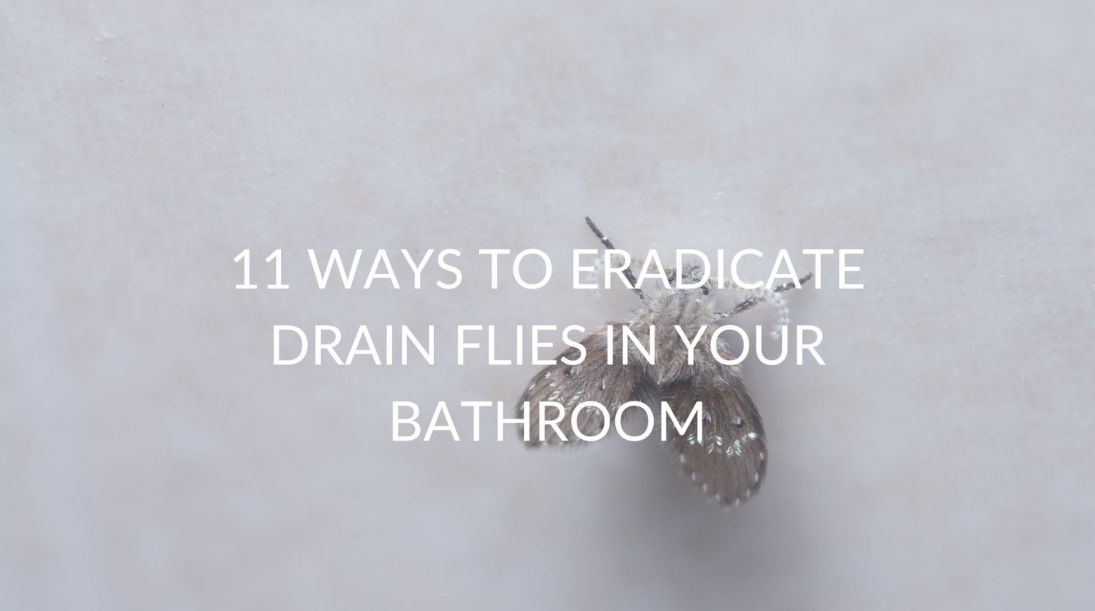 11 Ways To Eradicate Drain Flies In Your Bathroom Pest Prevention Patrol