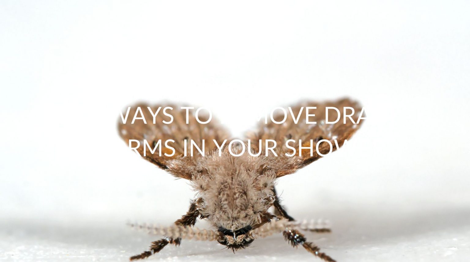 15 Ways To Remove Drain Worms In Your Shower Pest Prevention Patrol