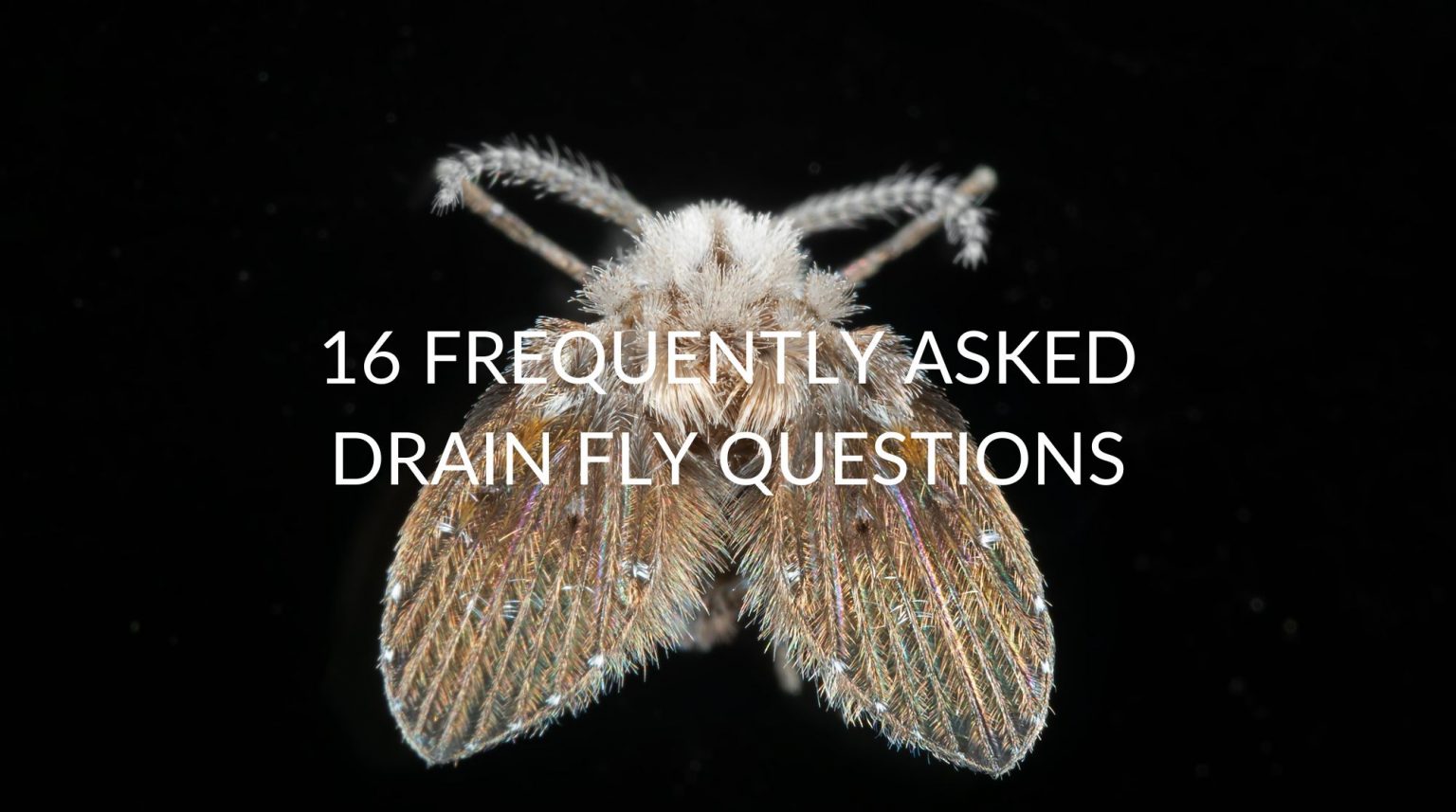 16 Frequently Asked Drain Fly Questions Pest Prevention Patrol