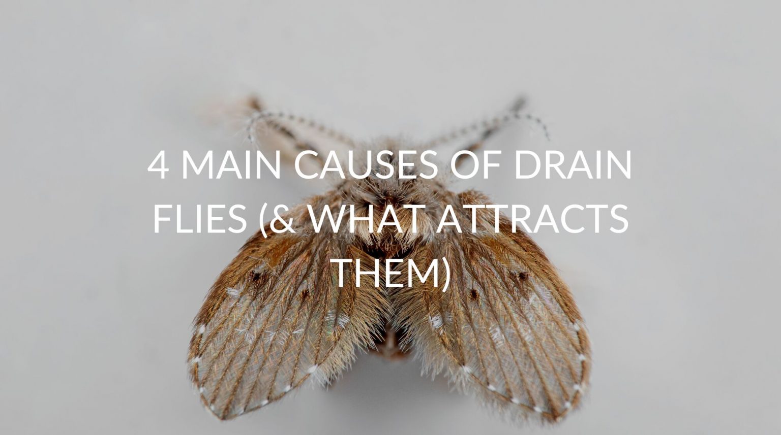 4 Main Causes Of Drain Flies (& What Attracts Them) Pest Prevention