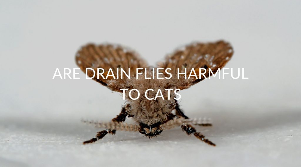 Are Drain Flies Harmful To Cats Pest Prevention Patrol