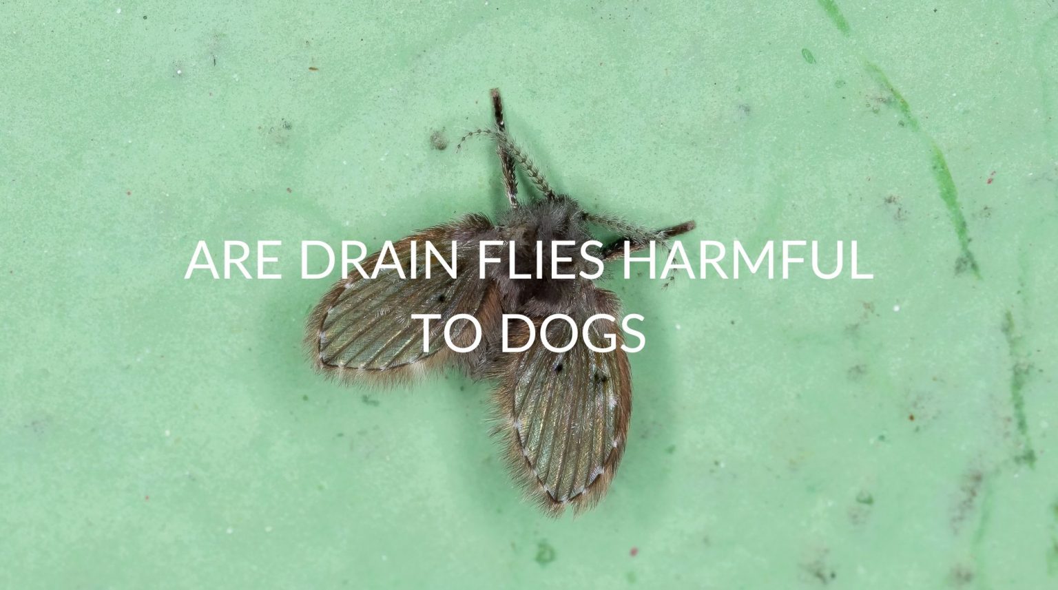Are Drain Flies Harmful To Dogs Pest Prevention Patrol