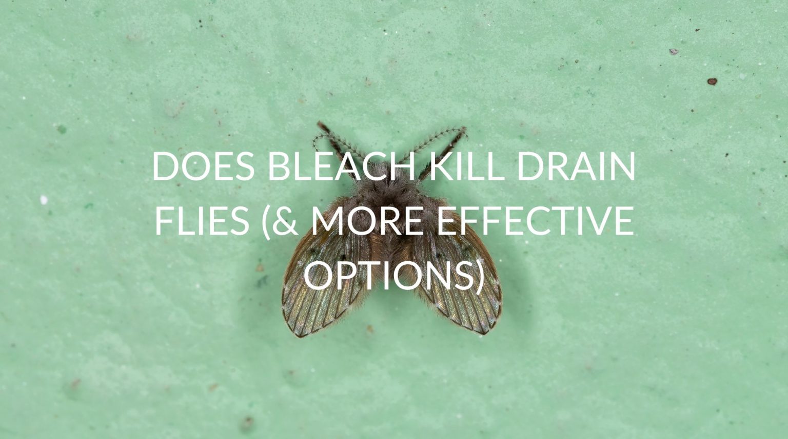 Does Bleach Kill Drain Flies (& 4 Effective Alternatives) Pest