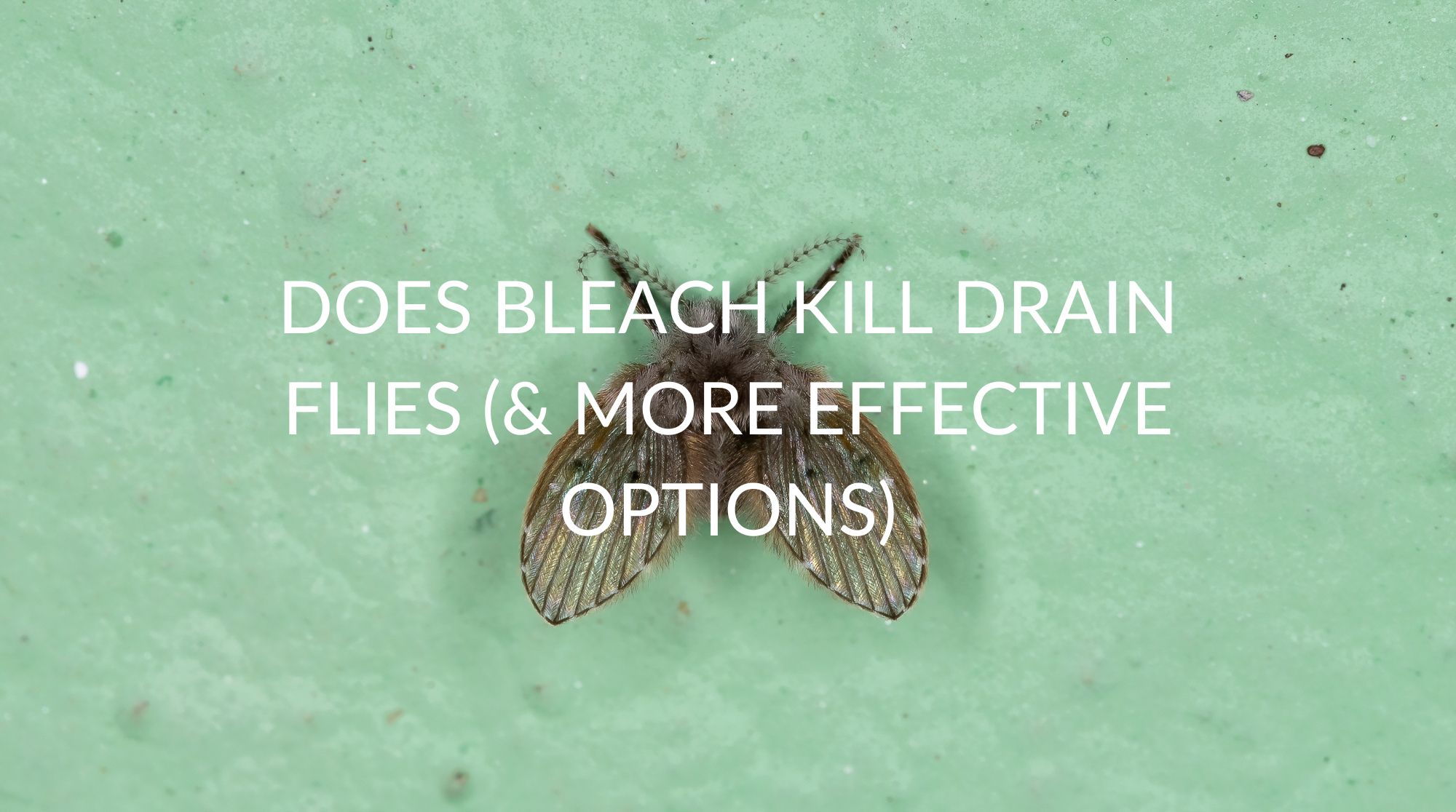Can You Kill Drain Flies with Bleach?