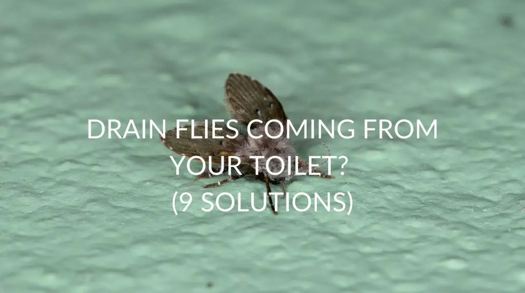 Drain Flies Coming From Your Toilet? (9 Solutions) Pest Prevention Patrol