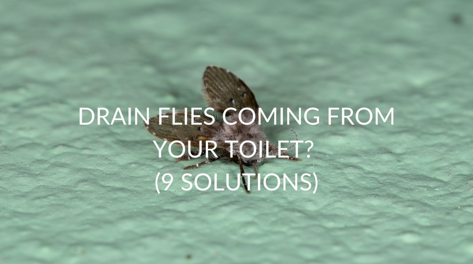 drain-flies-coming-from-your-toilet-9-solutions-pest-prevention-patrol