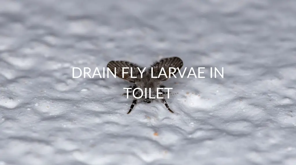Drain Fly Larvae In Toilet 5 Removal Tactics Pest Prevention Patrol