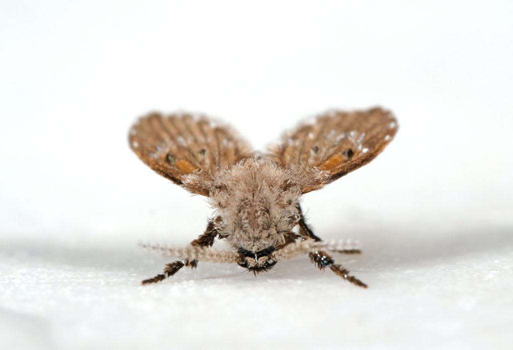 Macro Photography of Drain Fly on White Floor, Selective Focus