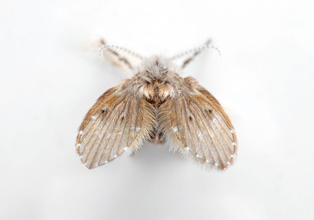 Macro Photography of Drain Fly Isolated on White Background