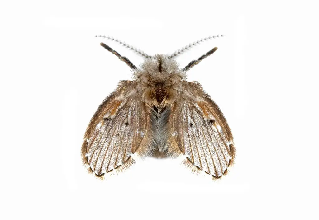 Macro Photography of Moth Fly Isolated on White Background