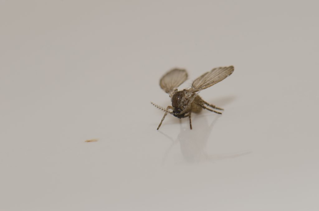 Bathroom moth midge Clogmia albipunctata. Las Palmas de Gran Canaria. Gran Canaria. Canary Islands. Spain.