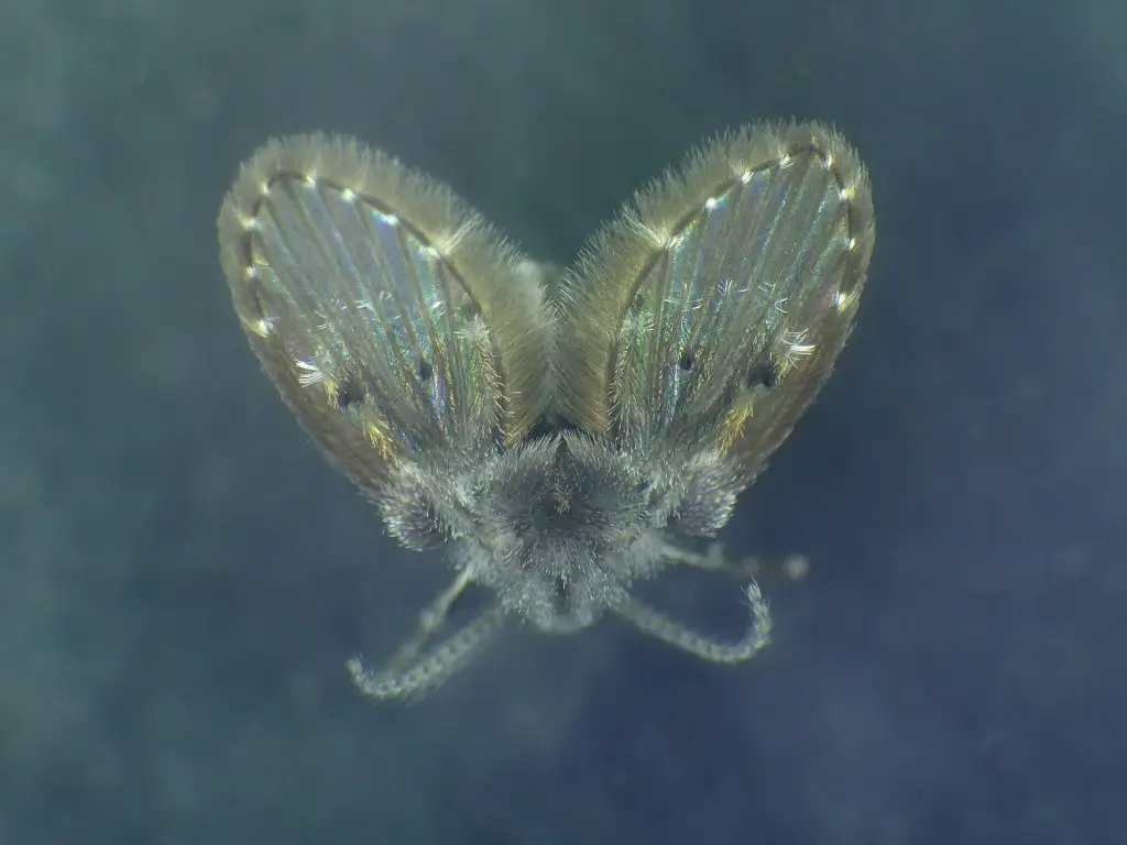 Drain fly in a macro shot