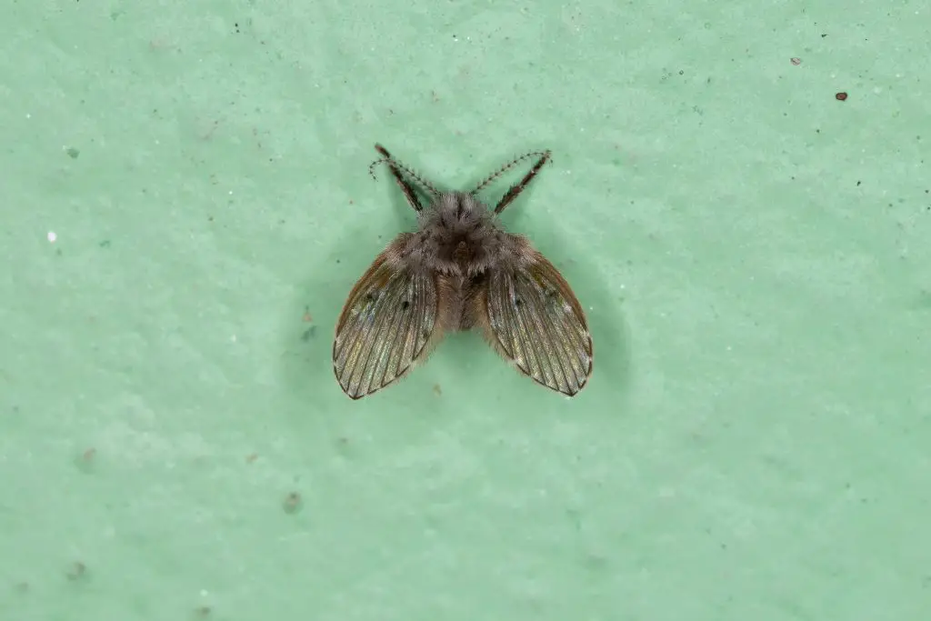 Adult Bathroom Moth Midge of the species Clogmia albipunctata