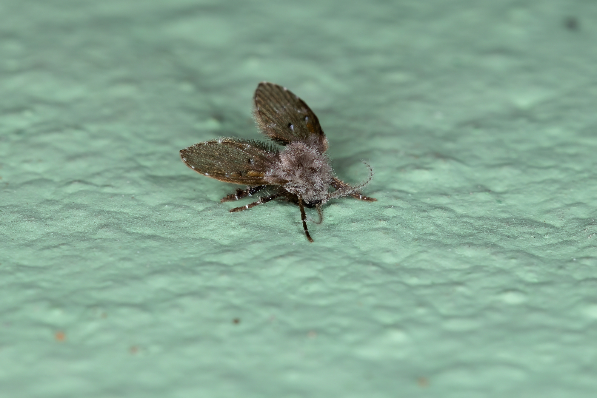 Fly In Toilet Drain Flies Coming From Your Toilet? (9 Solutions) - Pest Prevention Patrol