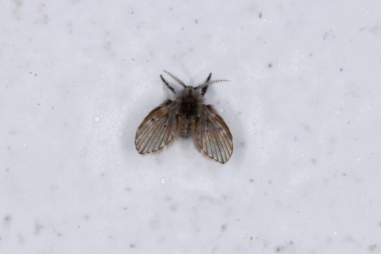 What Do Drain Flies Look Like? (Pictures Included) Pest Prevention Patrol