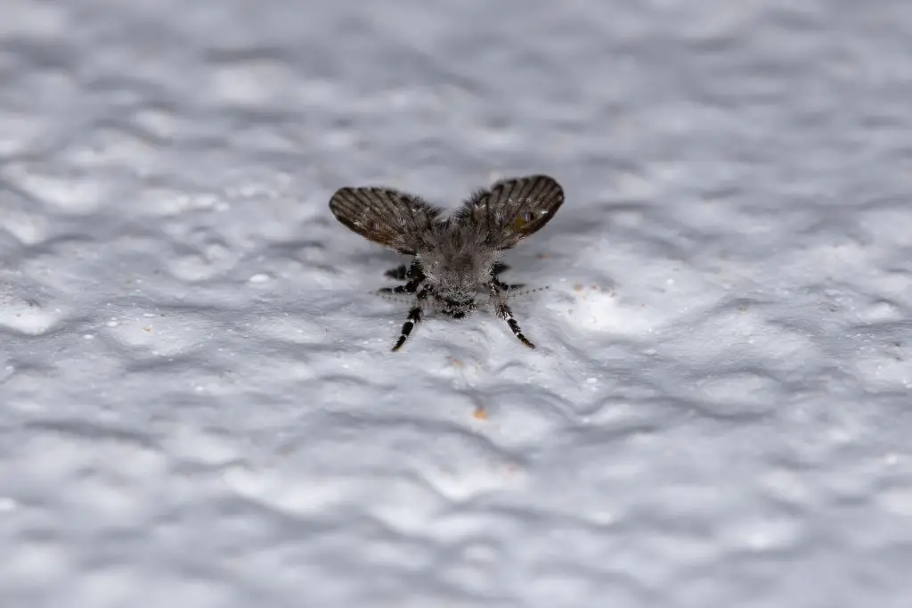 Adult Bathroom Moth Midge of the species Clogmia albipunctata
