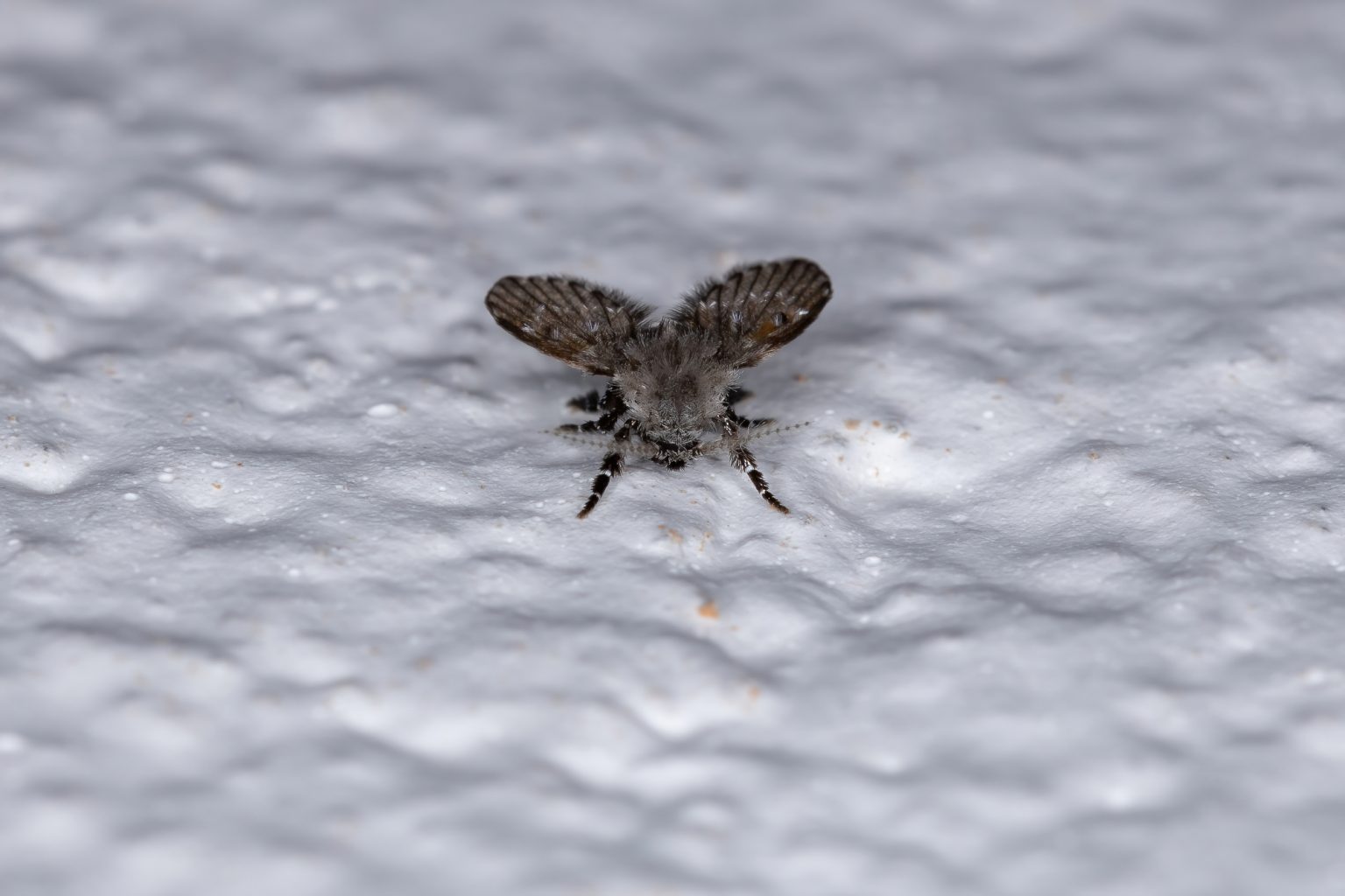 How To Get Rid Of Drain Flies In Your Shower - Pest Prevention Patrol