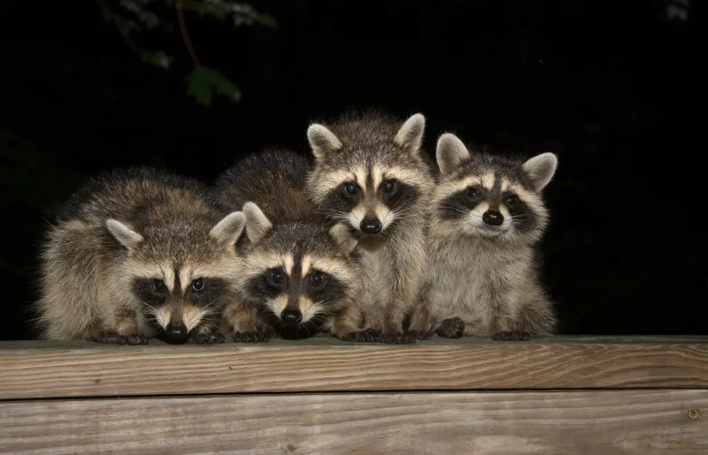 Four cute baby raccoon sitting on a deck at night