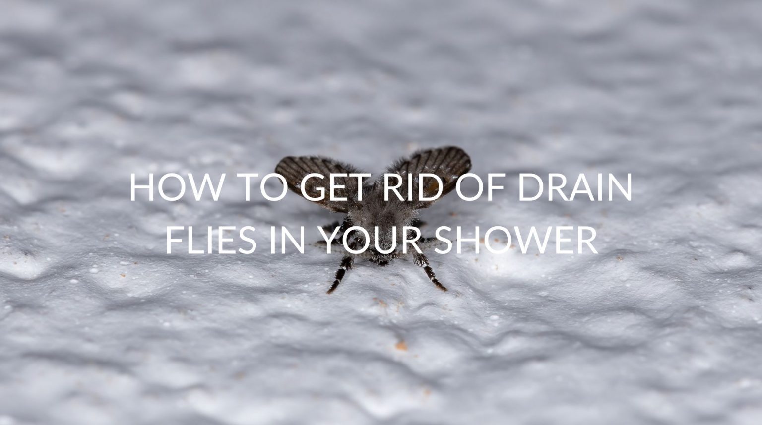 How To Get Rid Of Drain Flies In Your Shower Pest Prevention Patrol