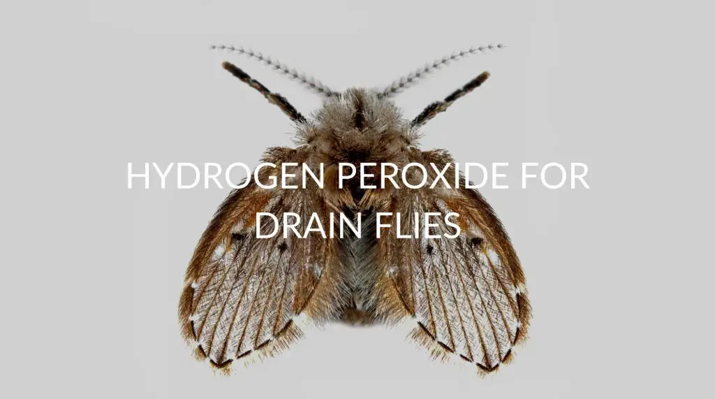 Hydrogen Peroxide For Drain Flies Pest Prevention Patrol